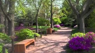 Ancient Pines ~ Loreena McKennitt