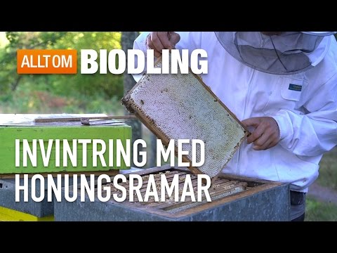 Invintring med honungsramar - Biodling