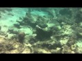 Snorkelen Visjes Bij Baby Beach Aruba
