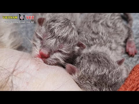 We saved and bring life for these baby kittens – Animal vet clinic