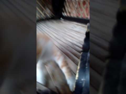 Bryanna Is Playful (~Cats~)