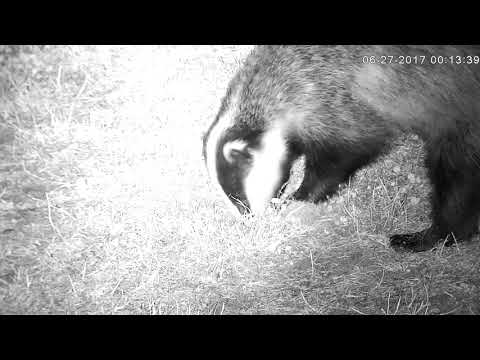 Badger digging a typical snuffle hole!