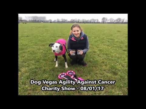 download lagu mp3 mp4 Dog Vegas Shows 2017, download lagu Dog Vegas Shows 2017 gratis, unduh video klip Dog Vegas Shows 2017