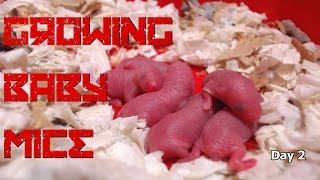 25 days of baby mice