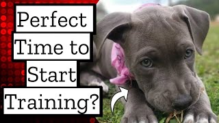 When to start training your Pit bull Puppy!