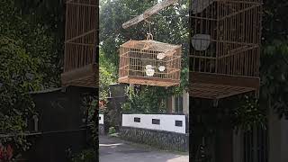 Download lagu Paud cigun belajat ngeriwik  mp3