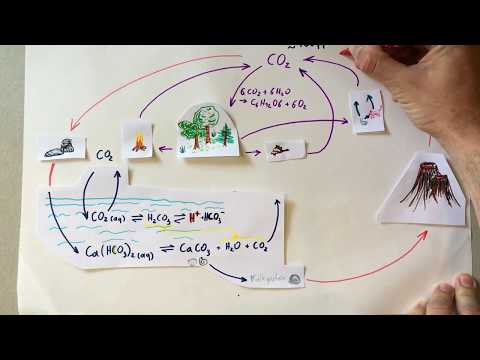 Kohlenstoffkreislauf Teil 1