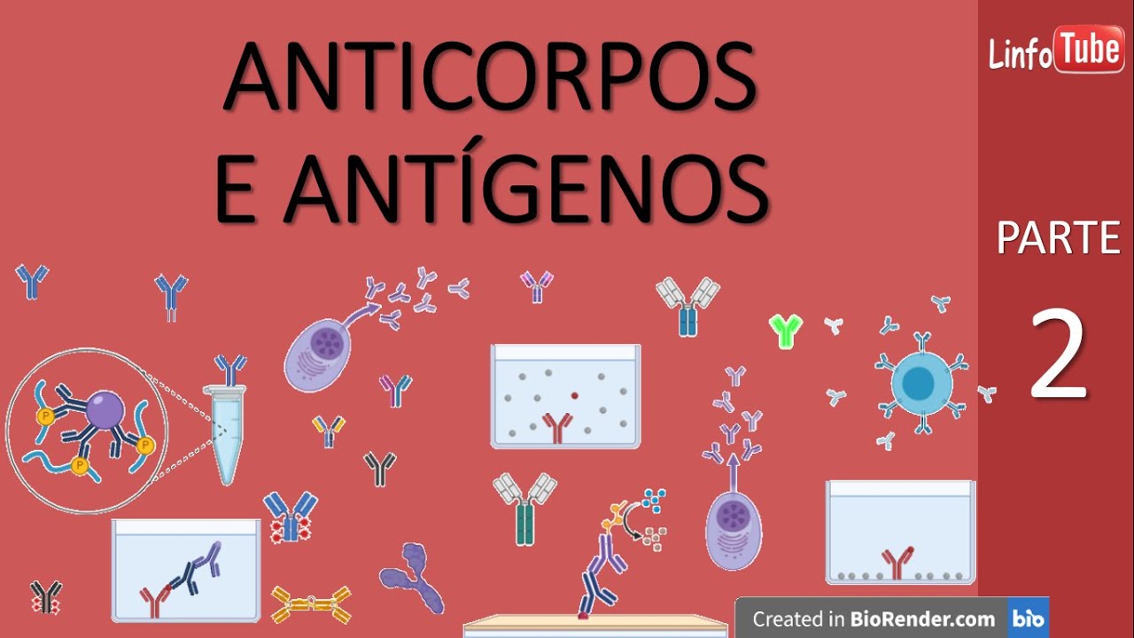 Anticorpos e Antígenos   PARTE 2