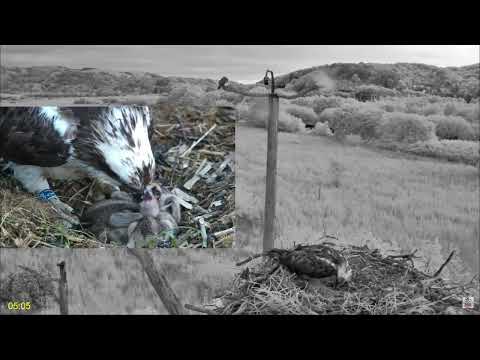 Dyfi Osprey Project 28.05.2024 04:58