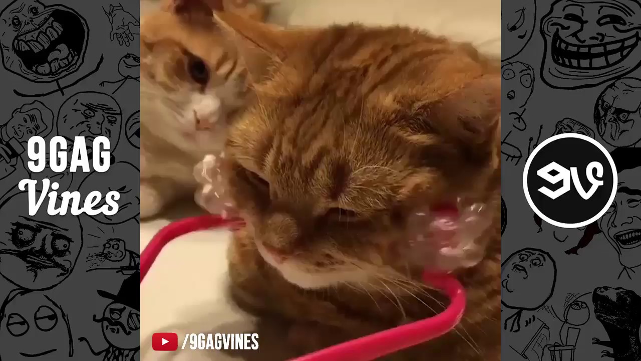 #10 9GAG Funny Vines Compilation January 2018 - Funny Video Compilation