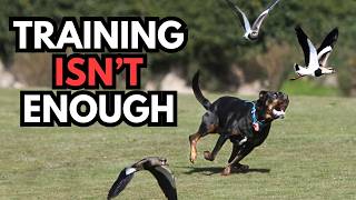 Why Dog Prey Drive Training Fails (The Missing Piece Most People Ignore)