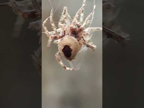 Spider fight Gagambang Tala lang sakalam! | Super Ganda ok