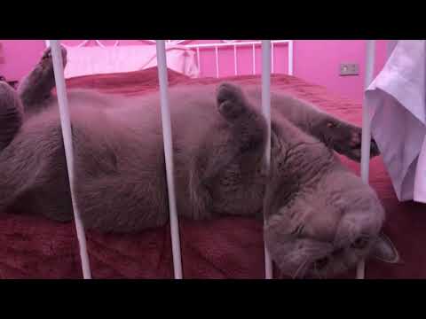 Narciso 😽 British short hair cat