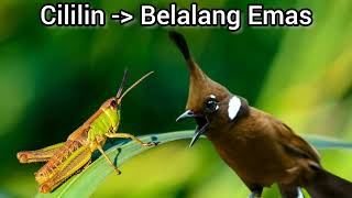 Download lagu Masteran Cililin sambung Belalang Emas untuk burung juara mp3