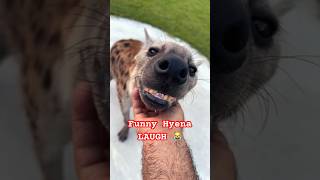 Funny Hyena Laugh 😹 Why do Hyena’s Laugh 😂 #hyena #animals #shorts