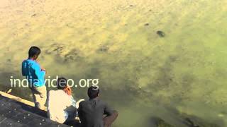 Fish Feeding, Jamnagar 