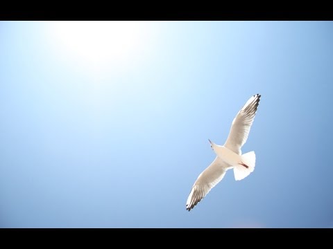 Marcus Warner - City of Sails