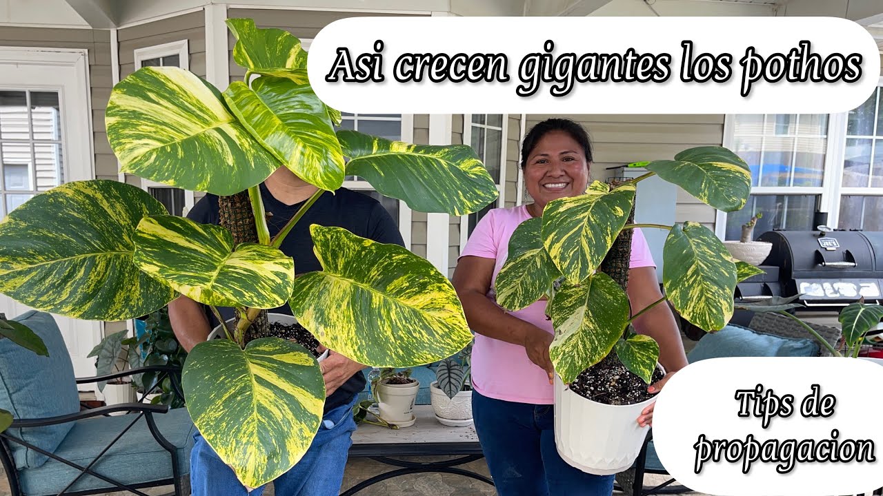 This is how pothos grow to giants. More tips on propagation and care.