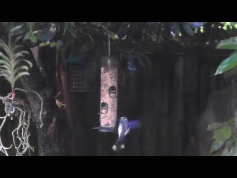 Sunday Morning Traffic at the Bird Feeder