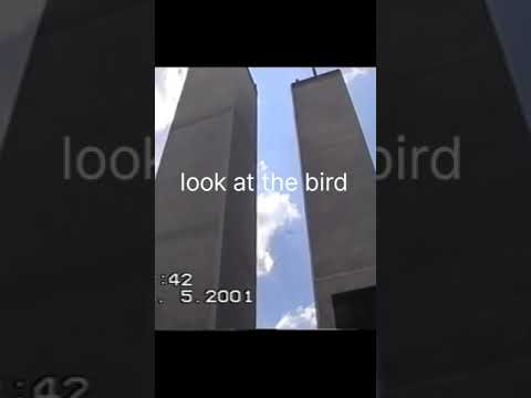the bird was trying to tell us something ( twin tower falls) #twintowers #twintowerfalls