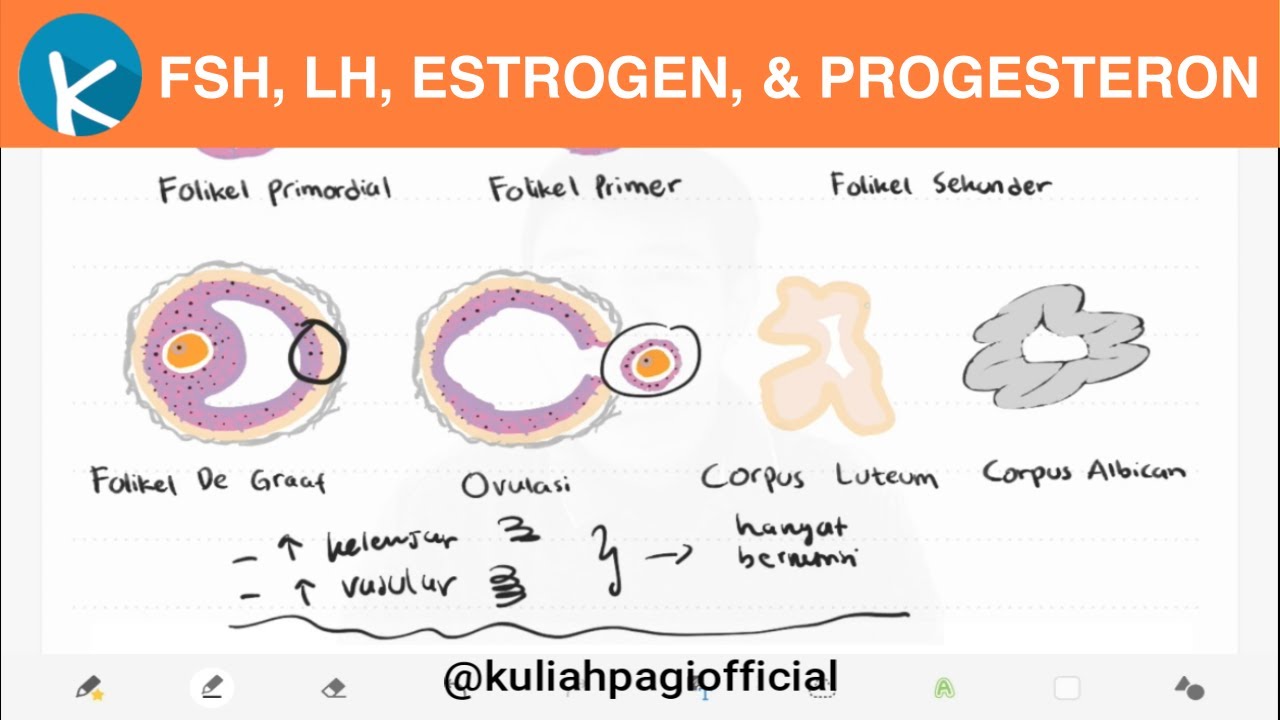Fisiologi Siklus Menstruasi (4/5) - Fungsi Hormon FSH, LH, Estrogen, dan Progesteron (Sesi 2)