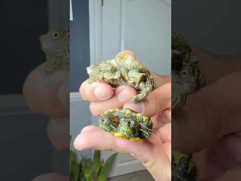 Barf & Belch and Ruff & Tuff the two headed turtles‼️🐢