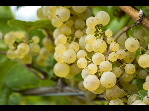 download lagu mp3 mp4 Grape State, download lagu Grape State gratis, unduh video klip Grape State