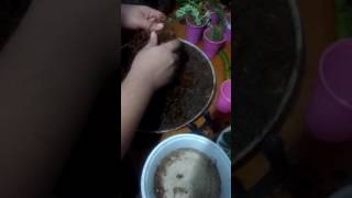 Como fazer berçário para cactos e suculentas, parte 1