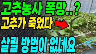 하루사이에 고추가 죽었다.. 살릴 방법이 없어서 뽑아버렸습니다