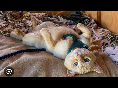 Van life with your Cat😉#cat #catlover #blackcat #vanlife #felinefriendly #catlover #pets