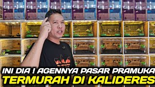 Download lagu PERDANA BUKA ! KIOS PESAING BARU AGEN BURUNG GROSIR OMBYOKAN TERMURAH DI JAKARTA BARAT mp3