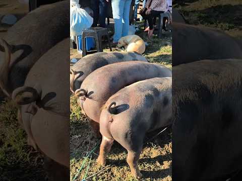 VOCE ENCONTRA NA FEIRA DE ANIMAIS DE UMBUZEIRO PARAÍBA 05/9/26