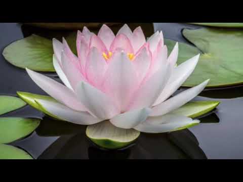 Equanimity in eight worldly conditions, Rev. Assoc. Prof. Dr. Kabindra Bajracharya