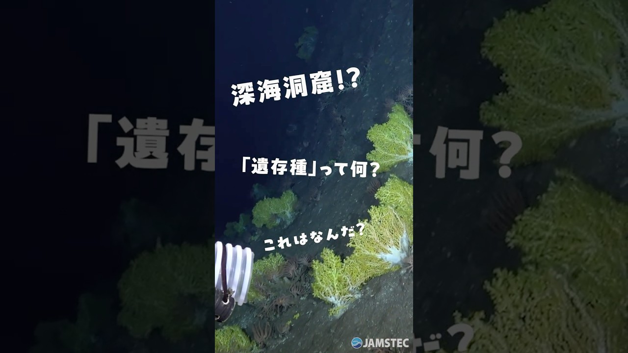 深海洞窟を調査！「D-ARK」JAMSTEC BASEでくわしい記事を公開中！