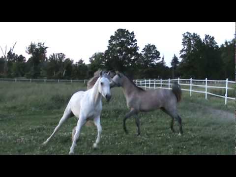 Amani Arabians: Nazsina Al Nazarra