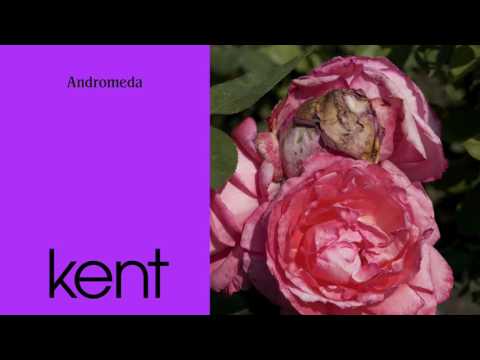 Kent - Andromeda (Official Audio)