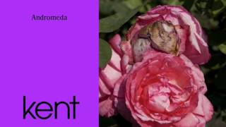 Kent - Andromeda (Official Audio)