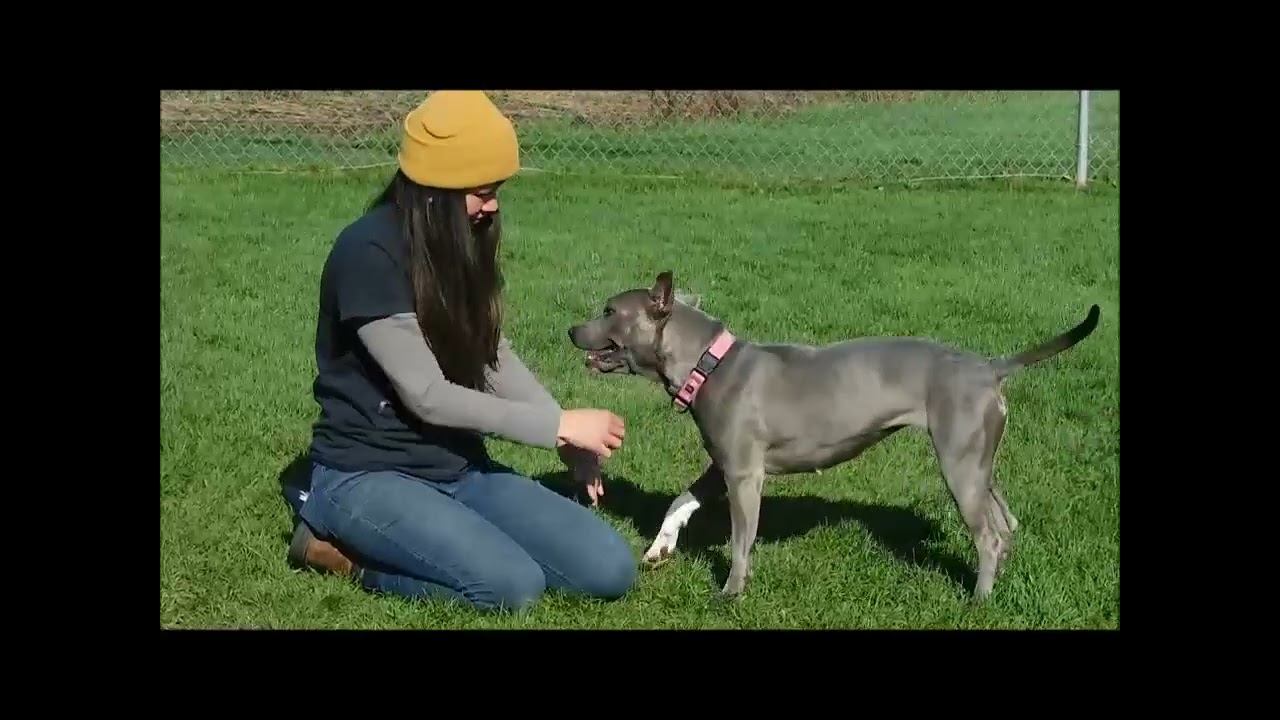 LEONA, an adoptable mixed breed in Ironwood, MI video 6/6