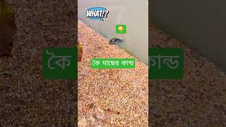 Download lagu The Surprising Act of a Koi Fish! | You Won’t Believe This 🐟✨😲 mp3