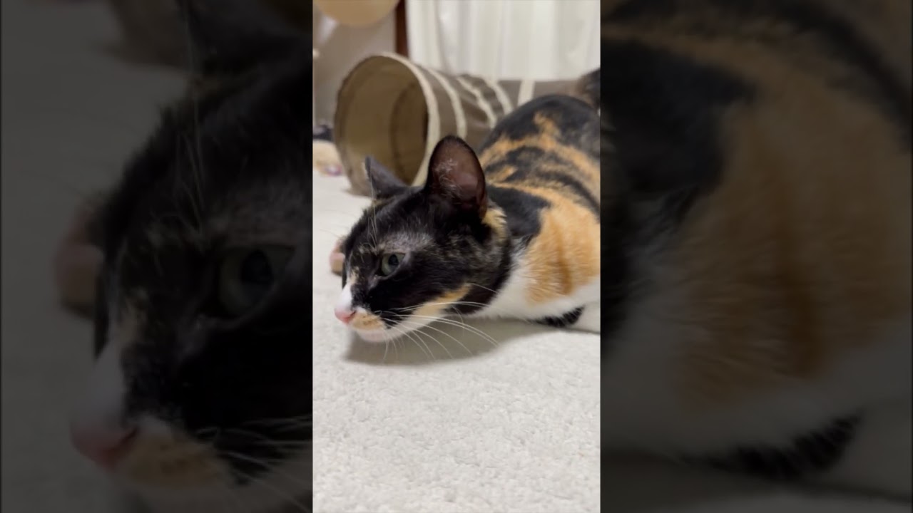 うーちゃんお返事上手になりました🐾 #cat #保護猫 #shorts