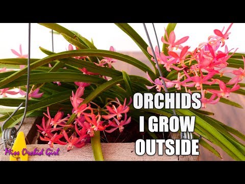 The Orchids I grow outside - Very heat tolerant Orchids!