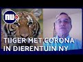 Dierenarts Bronx Zoo: 'Coronavirus bij tijger verbaasde iedereen' | NU.nl