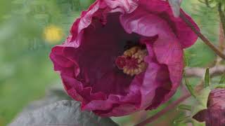 Time After Time - Plácido Domingo: with Lyrics(가사번역) || Denver Botanic Gardens on July 8, 2022