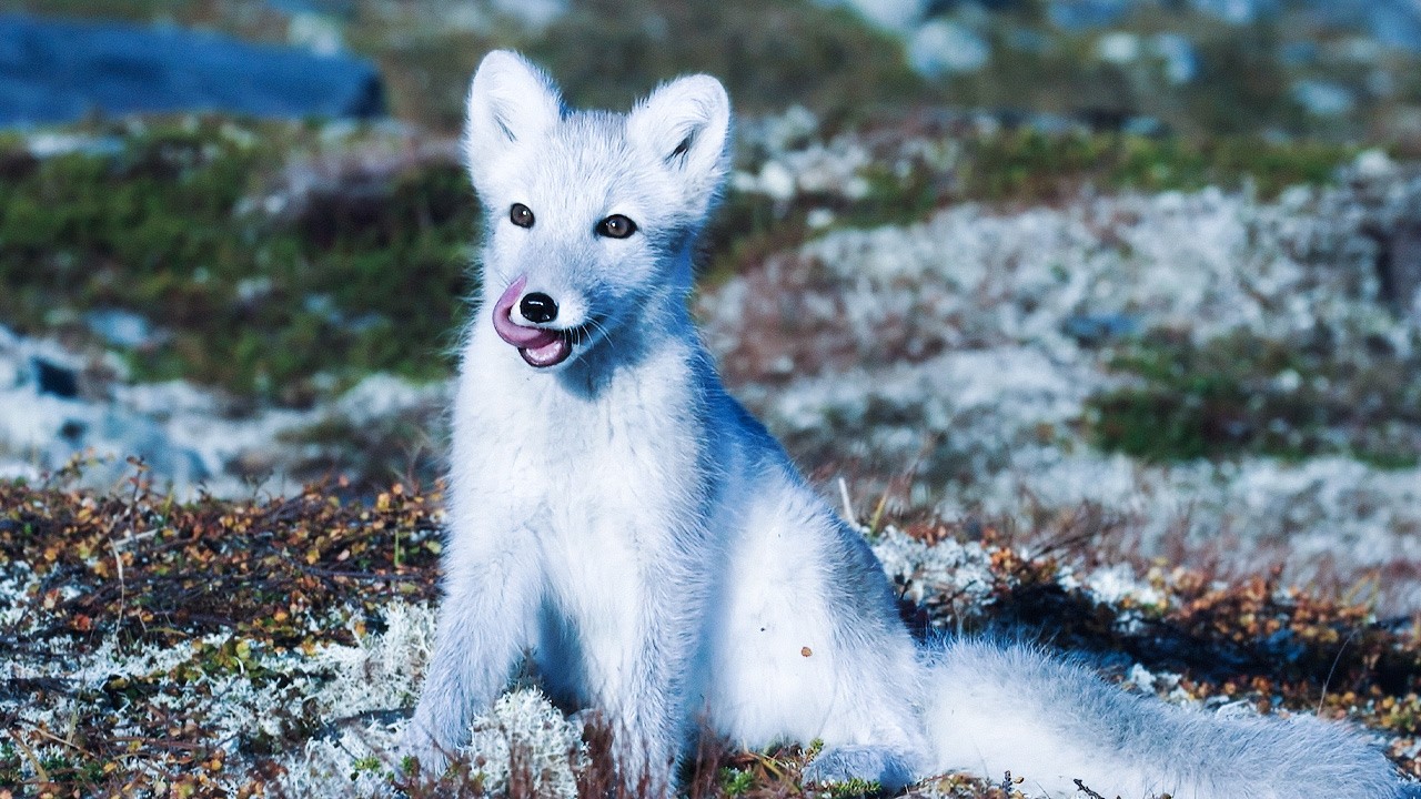 Wild Life Beyond the Arctic Circle