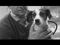 How To Mate Pet Dogs