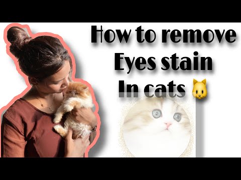 How to remove Persian Cat eyes Stain|Yellow eyes Stain|see the amazing result