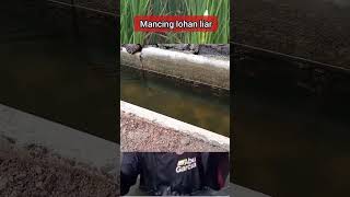 Download lagu mancing ikan lohan dialam liar mp3