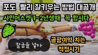 #샤인머스켓재배기술 #포도농사잘키우는방법 #비닐비가림시설하우스 #나무박피 #샤인1년생2년생3년생4년생5년생