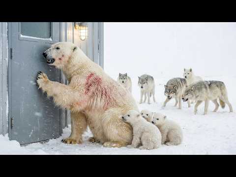 Surrounded By Hungry Wolves—A Mother Polar Bear Risks Everything For Her Cubs | Animal Rescue Story