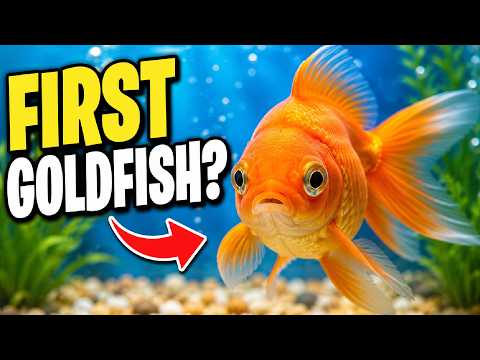 Zlatá rybka (Carassius auratus) - kompletný sprievodca starostlivosťou o goldfish